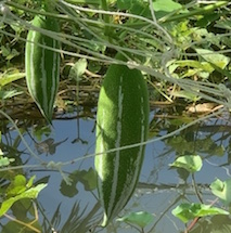 Lặc lè